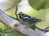 Black-and-White Warbler
