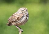 Burrowing Owl