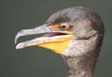 Double-crested Cormorant