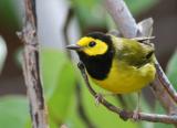 Hooded Warbler