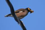 Common Myna