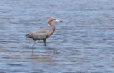 Reddish Egret