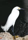 Snowy Egret