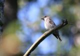 Olive-sided Flycatcher