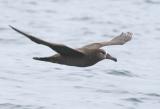 Black-footed Albatross