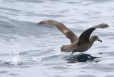 Black-footed Albatross