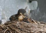 American Robin