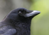 American Crow