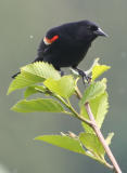 Red-winged Blackbird