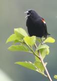 Red-winged Blackbird