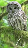 Barred Owl