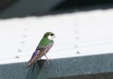 Violet-green Swallow