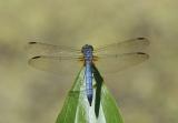 Blue Dasher