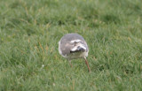 Presumed 3rd cycle Slaty-backed Gull