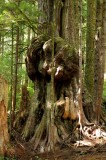 Canadas Gnarliest Tree