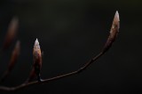Birth awaiting