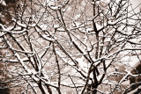 Tired winter