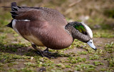 Male American Wigeon