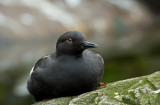 Pigeon Guillemot, Oregon Coast Aquarium