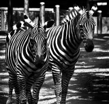 Zebra Zebra