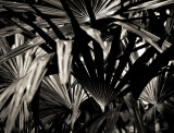 Palm shade