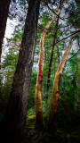 Twin trees, Vancouver Island