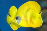 Butterfly Fish