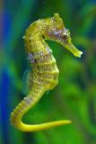 Sea Horse