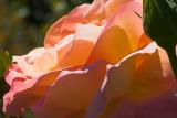 Rose 10