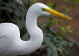 Urge, Animal Kingdom Park, Disney World