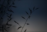 Evening sensation