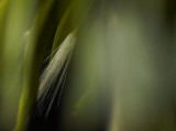 Delicate brush