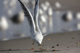 Black-headed Gull (Larus ridibundus)