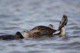 Great Crested Grebe (Podiceps cristatus)