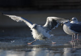 Common Gull (Larus canus)