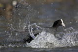 Eurasian Coot (Fulica atra)