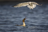 Common Gull (Larus canus) traying to scare Goosander