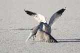 Common Gull (Larus canus)