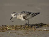 Sanderling (Calidris alba)