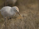 Cattle Egret (Bubulcus ibis)