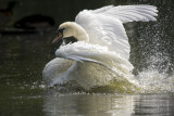 Mute Swan (Cygnus olor)