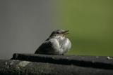 Juvenile white wagtail (Motocilla alba)