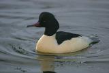 Goosander((Mergus merganser (Male))