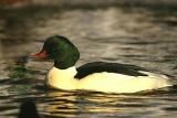 Goosander((Mergus merganser (Male))