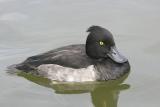 Tufted Duck.Male ( Aythya fuligula)