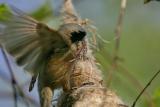 Penduline Tit (Remiz pendulinus)