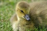 Bernacle Goose (Branta leucopsis).Gosling