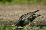 Common Starling (Sturnus vulgaris)