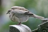 Eurasian Collared Dove (Streptopelia decaocto)