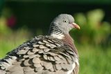 Woodpigeon (Columba palumbus)